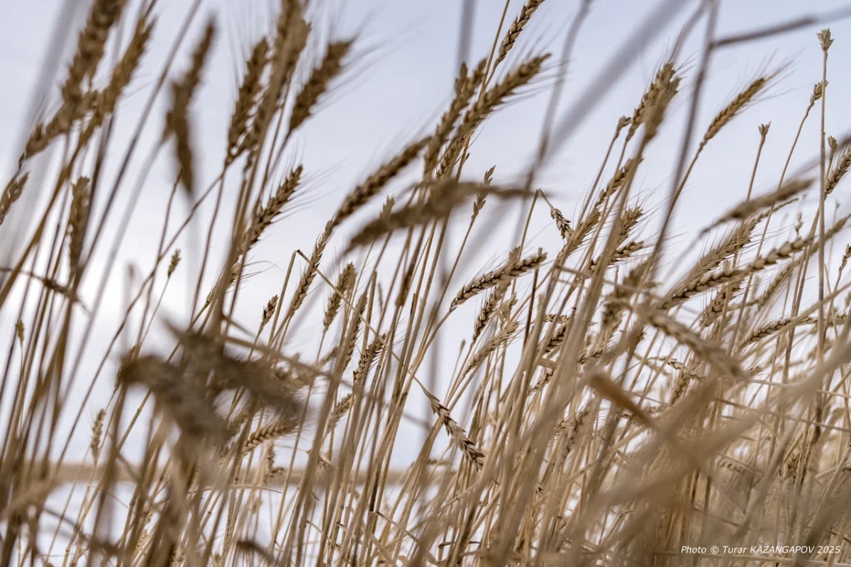 Фото: Турар Казангапов/NewTimes.kz