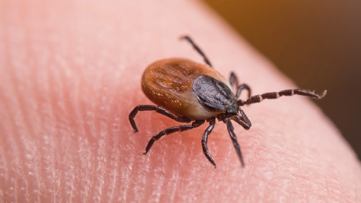 Фото: KPixMining / Shuttersock / FOTODOM