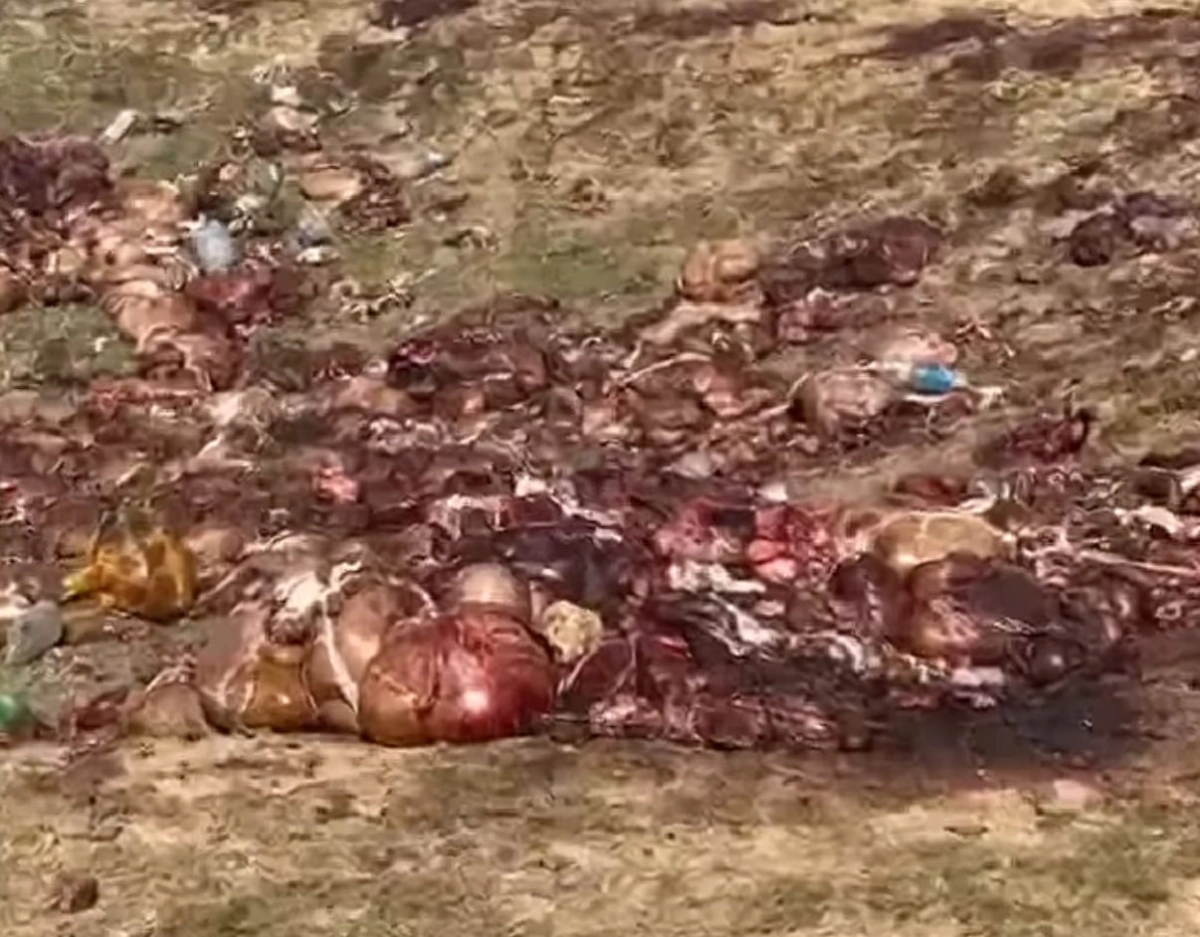 Фото: скриншот видео