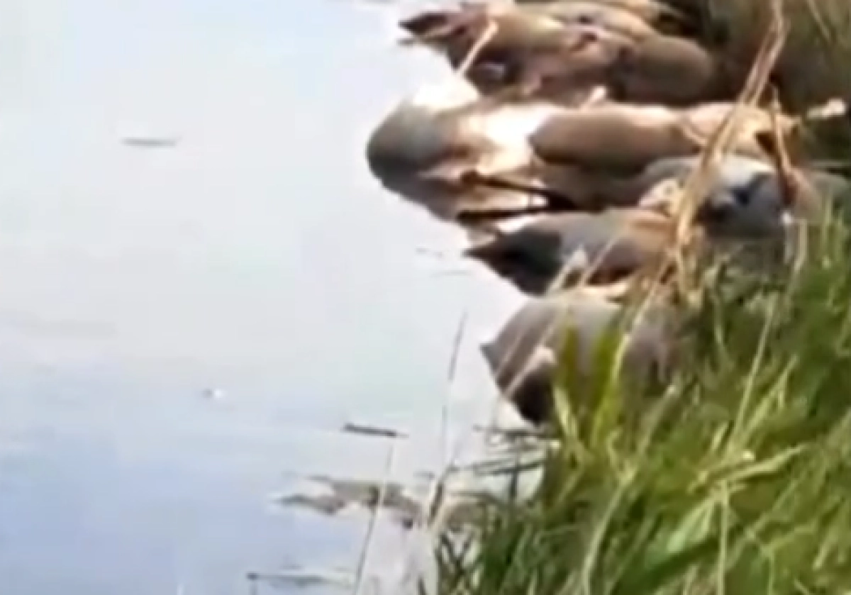 Кадр из видео/ КТК