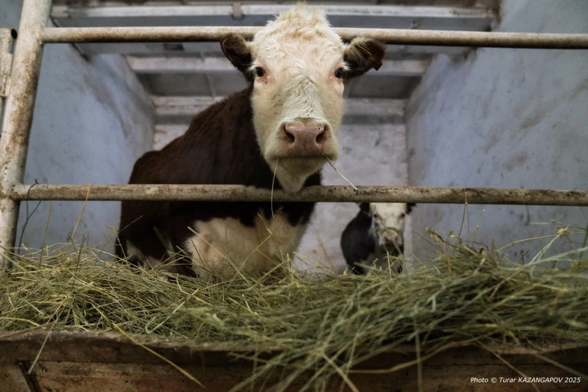 Фото: ИА «NewTimes.kz» / Турар Казангапов