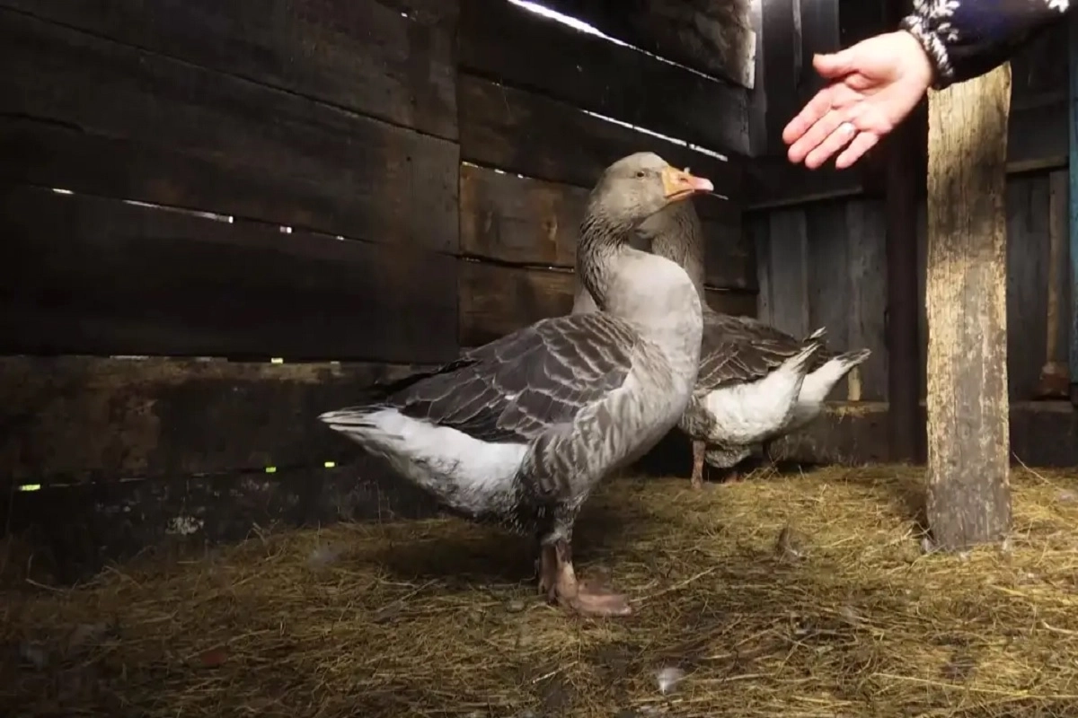 Фото: astanatv.kz