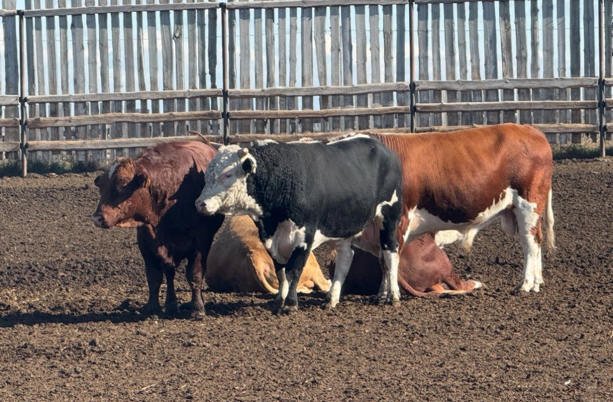 Фото: ИА «NewTimes.kz»