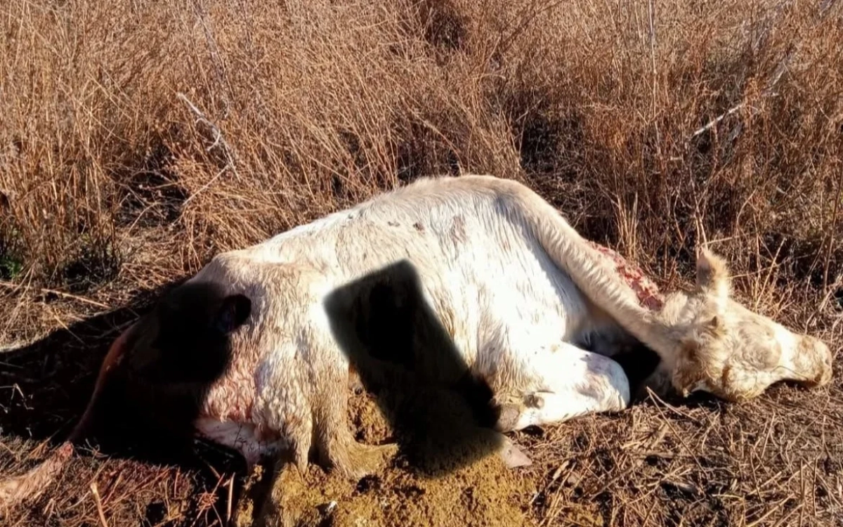 Фото: очевидцев