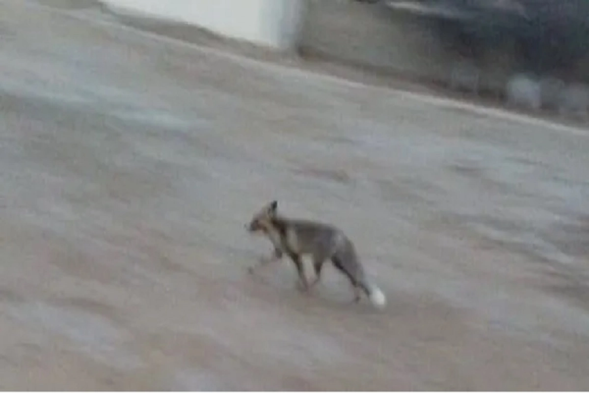 Фото: скриншот видео