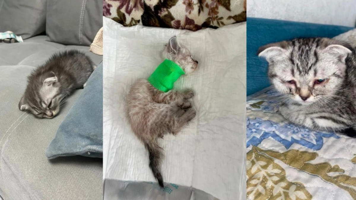 Фото предоставлены пострадавшими