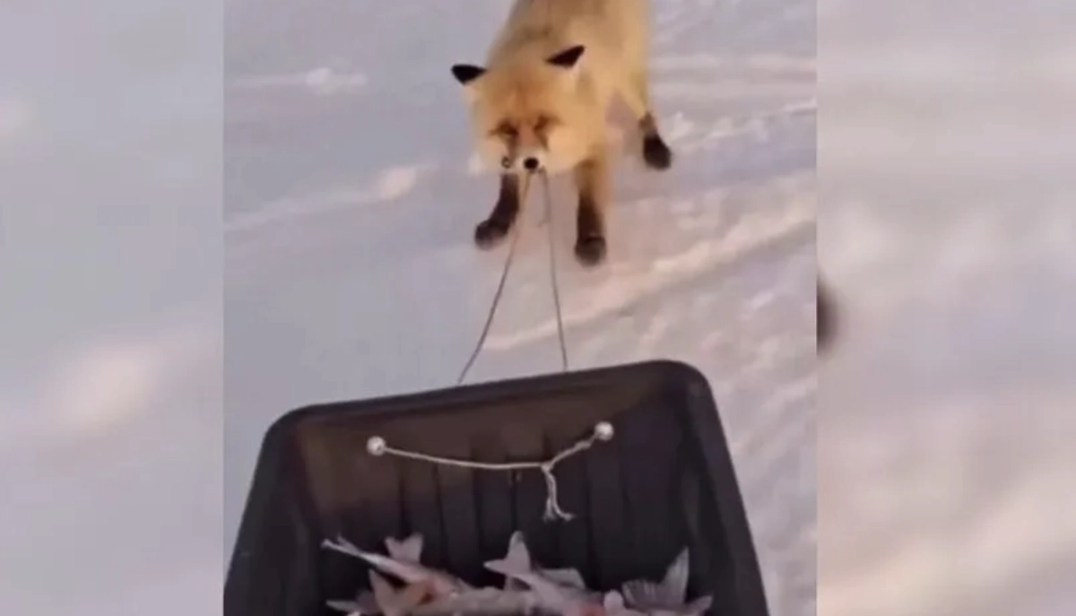 Фото: скриншот видео