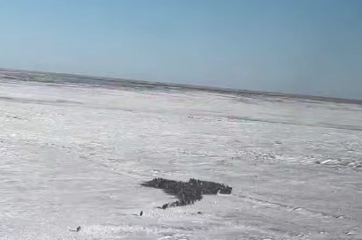 Кадр из видео