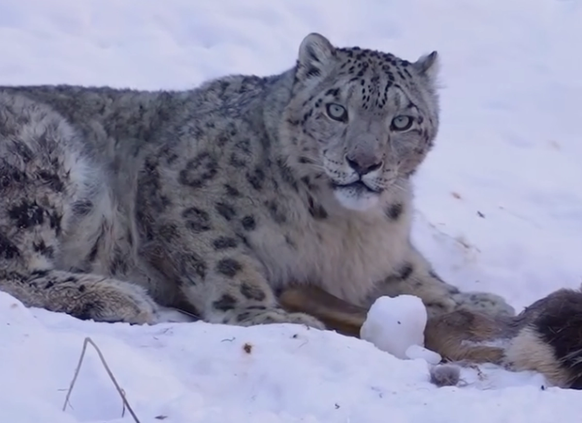 Фото: скриншот видео