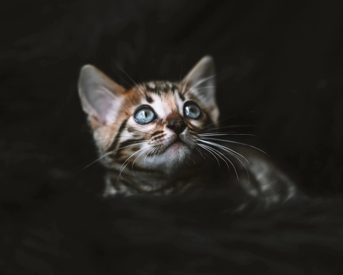 Фото: pixabay.com