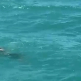 Видео гибели подростка на Алаколе шокировало казахстанцев