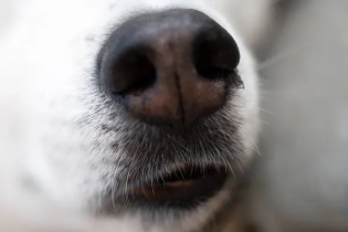 Собак убили средь бела дня на улице в Кызылорде