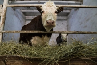 Жители области Абай ищут способы защитить скот от «серых разбойников»