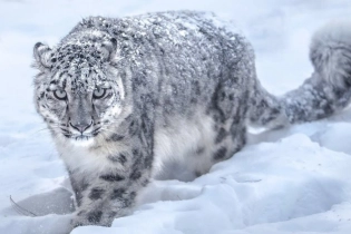 На Иссык-Куле снежный барс напал на домашний скот