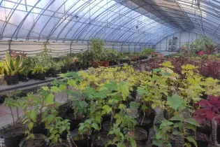 Казахстанские ученые разработали метод выявления опасных патогенов у растений