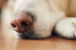 Аким села в Жетысу прокомментировал информацию о собачьих боях