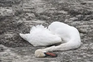 Мёртвых лебедей обнаружили на берегу Каспия