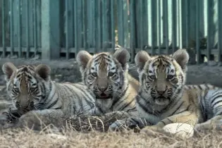 Казахстанцам предложили выбрать имена для новорожденных тигрят в зоопарке Алматы