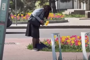 Жители Алматы возмутились женщиной, сорвавшей тюльпаны на Аль-Фараби