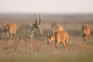 В Казахстане нашли 1600 мертвых сайгаков: выясняется причина гибели животных