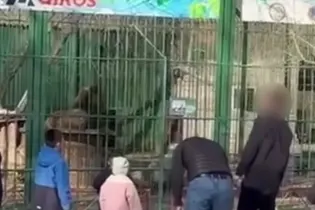 Казахстанцев возмутил случай жестокого обращения со львами в Семее