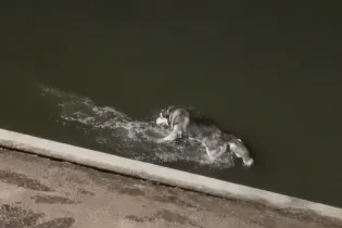 Трое парней спасли жизнь тонущей собаке в Алматы