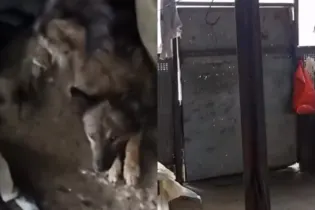 В Сети появилось видео предполагаемого «цеха собачьего мяса» в Казахстане