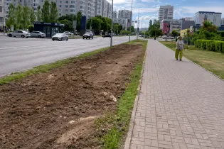 В центре Астаны исчезла целая аллея деревьев