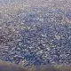 Массовый мор рыбы в ЗКО попал на видео