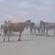Ливни в Мангистау стали причиной массовой гибели лошадей
