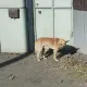 Казахстанские общественники подняли вопрос собачьего мяса в сфере общепита