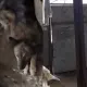 В Сети появилось видео предполагаемого «цеха собачьего мяса» в Казахстане