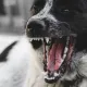 В Уральске сосед отбил пятилетнего ребенка у стаи бродячих собак
