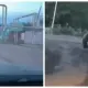 Дикий медведь держит в страхе жителей села в одном из регионов Казахстана