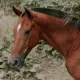 Водитель погиб в страшном ДТП с лошадью под Атырау
