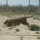 Тигры вернулись в Казахстан спустя 70 лет