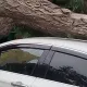 На правом берегу Астаны дерево раздавило припаркованную машину