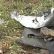 Стали известны подробности ДТП с пятью погибшими в Туркестанской области