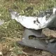 Трагедия на юге РК: все пятеро погибших в жутком ДТП были детьми из одной семьи