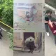 Жителя Петропавловска будут судить за жестокую расправу над собакой