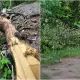Аварийное дерево во дворе в Алматы: куда жаловаться и кто должен его убрать