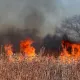 Очередной лесной пожар вспыхнул в «Семей орманы»