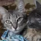 В Алматы жильцы пожаловались на соседку с десятками кошек в квартире