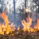 Европу охватили масштабные лесные пожары: есть погибшие и тысячи эвакуированных