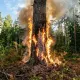 В Казахстане за неделю зарегистрировали 30 лесных пожаров