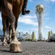 Мужчина устроил конную прогулку в центре Астаны