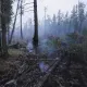 Лесные пожары: когда подключается МЧС и как действовать при возгорании