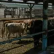 Скот гибнет, причина неизвестна: фермеры Атырауской области бьют тревогу