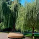«А может, стоило ухаживать?» Срубленная ива в Ботсаду разделила алматинцев