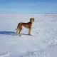 Казахстан впервые отмечает День тазы и тобета
